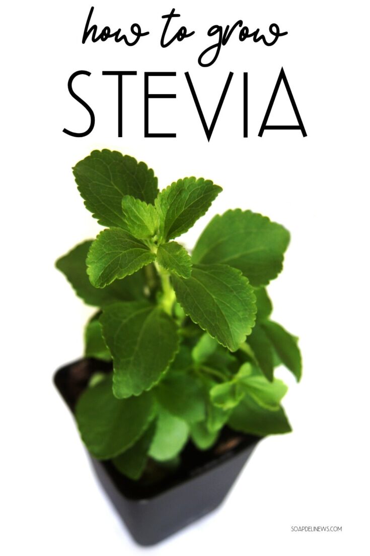 How to Grow Stevia to Use as a Natural Sweetener & Sugar Substitute