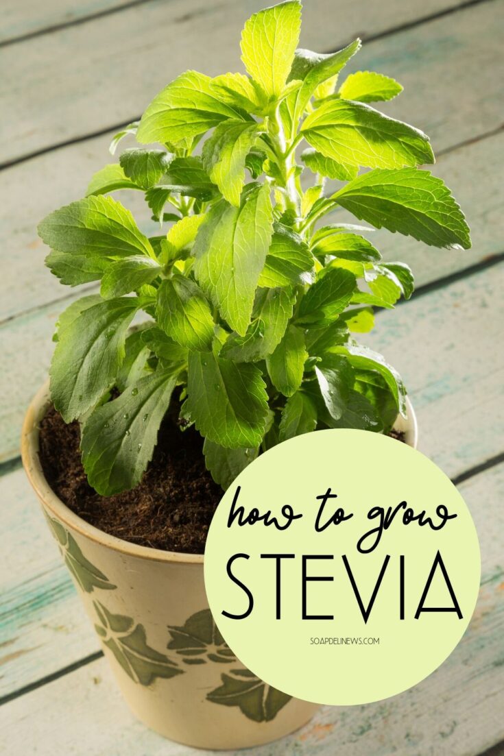 How to Grow Stevia to Use as a Natural Sweetener & Sugar Substitute