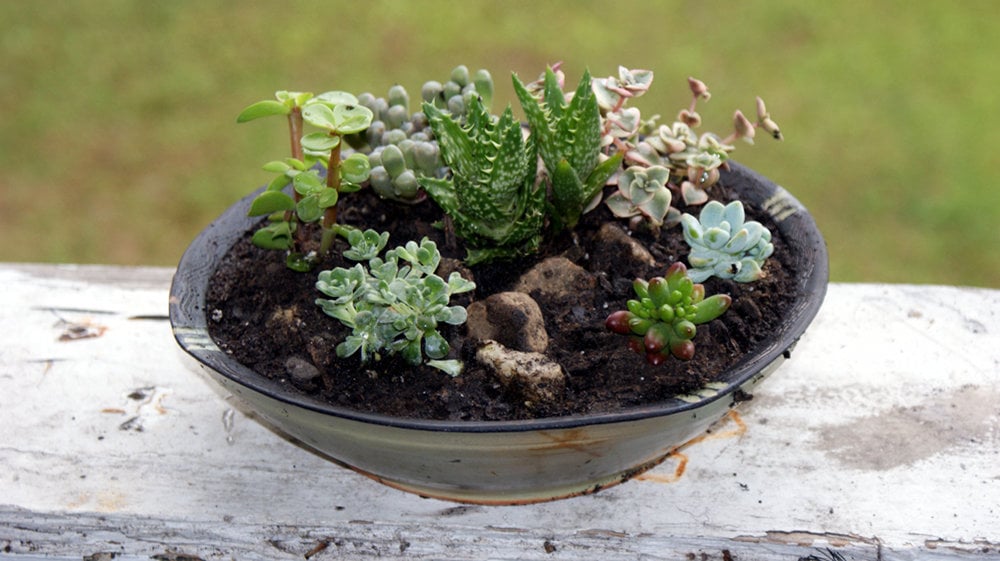 https://soapdelinews.com/wp-content/uploads/2013/05/diy-container-succulent-garden-completed.jpg