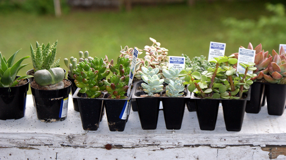 Diy Container Succulent Garden Last Minute Homemade Mother S Day