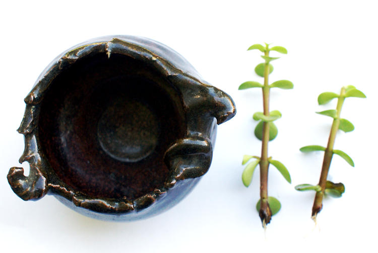 How to Create New Succulents from Clippings Soap Deli News