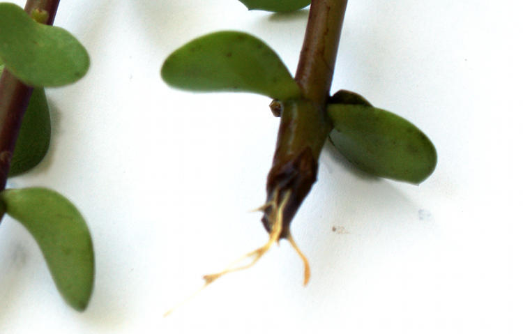 How to Create New Succulents from Clippings - Soap Deli News