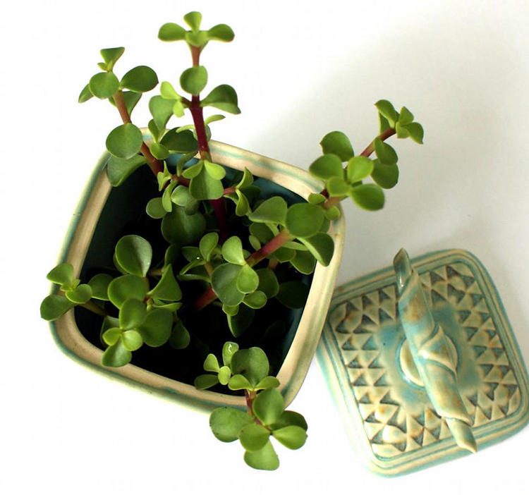How to Create New Succulents from Clippings - Soap Deli News