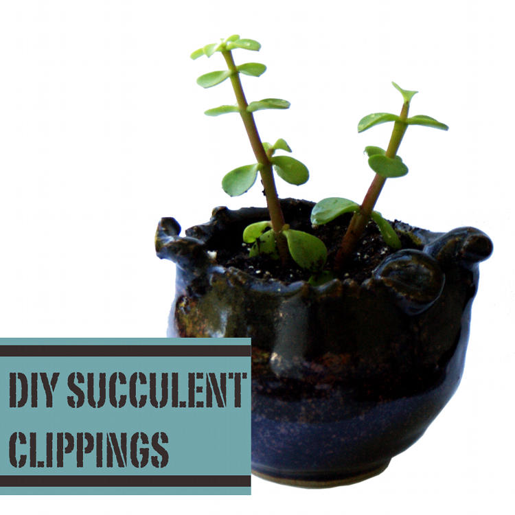 How to Create New Succulents from Clippings Soap Deli News