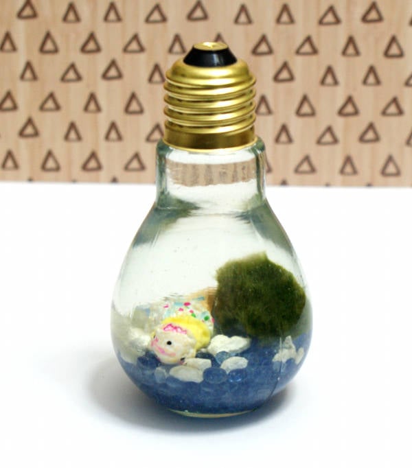 DIY Marimo Moss Ball Aquarium