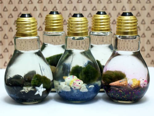 Create Your Own Marimo Moss Ball Mini Aquarium