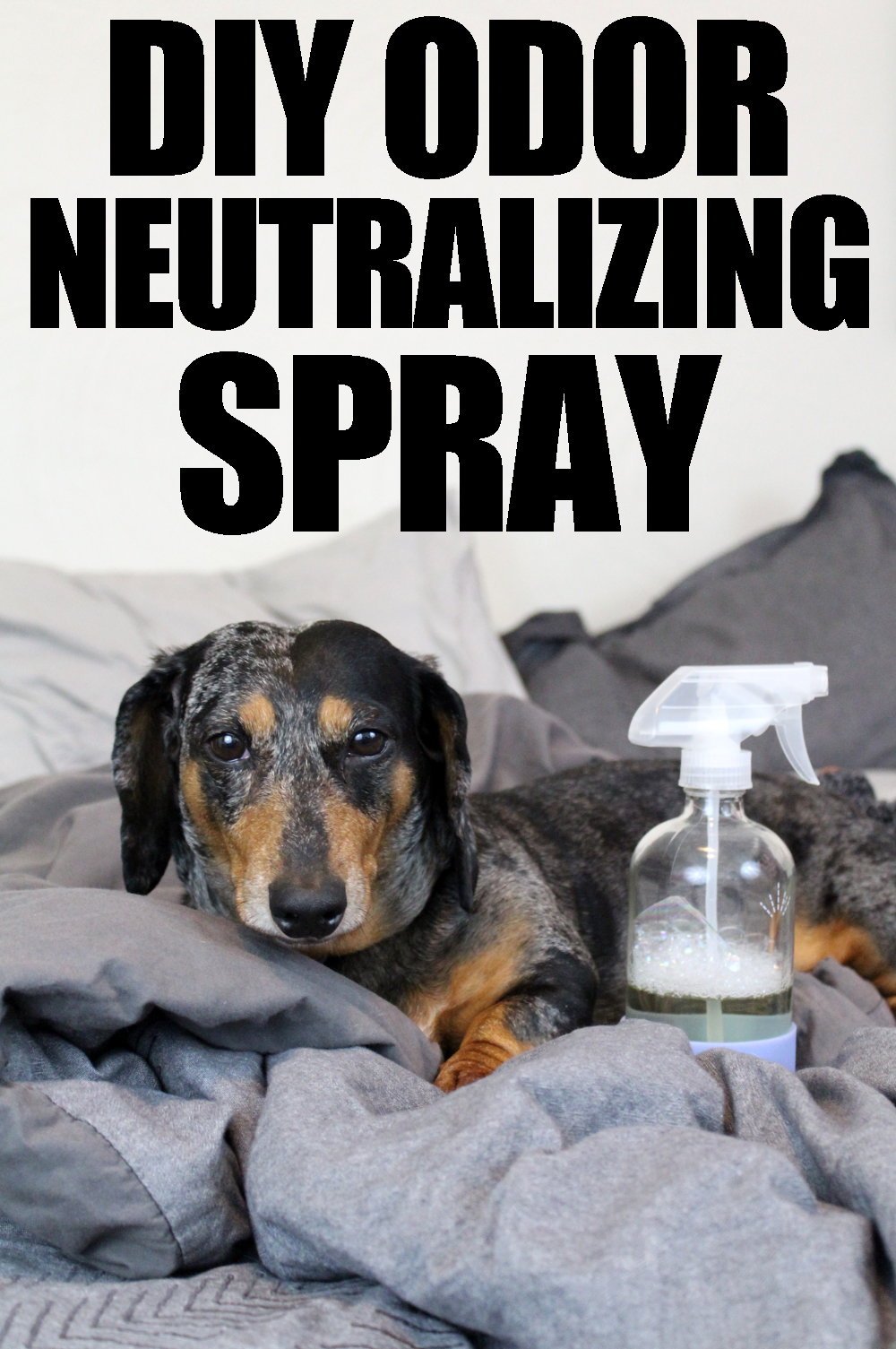 Dog deodorizing spray that neutralizes odors