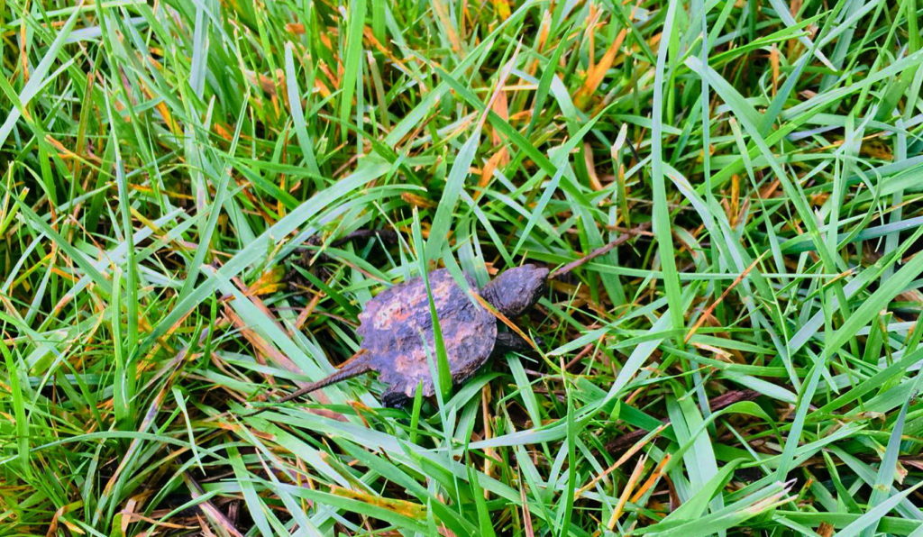 Natural Antifungal Foot Salve Recipe to Promote Foot Health