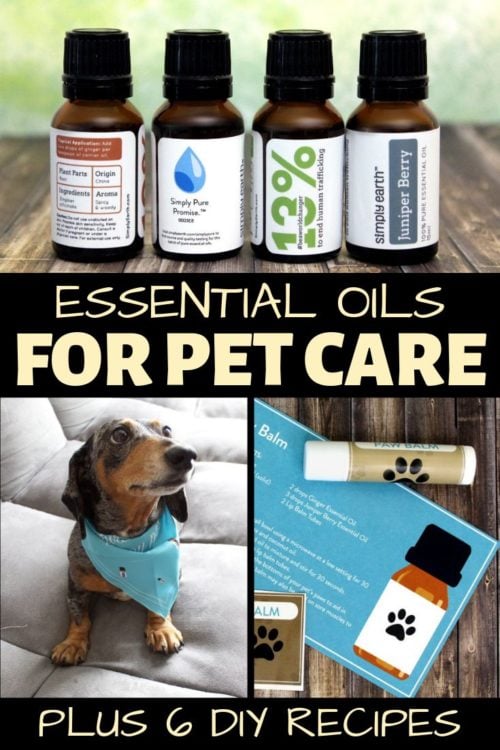 Essential oil for dog hotsell itching skin