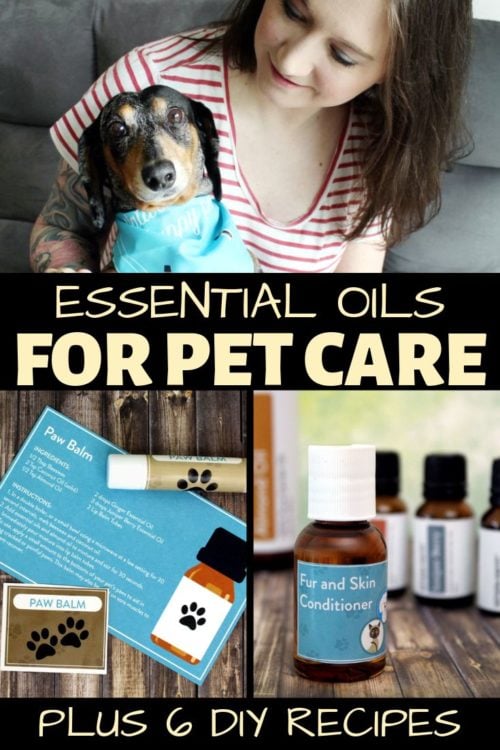 Essential Oils for Pets (Recipes for Dog Fleas, Itchy Skin & More!)