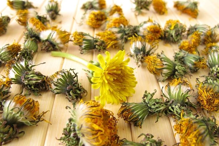 how to dry dandelions to make an herbal infused oil