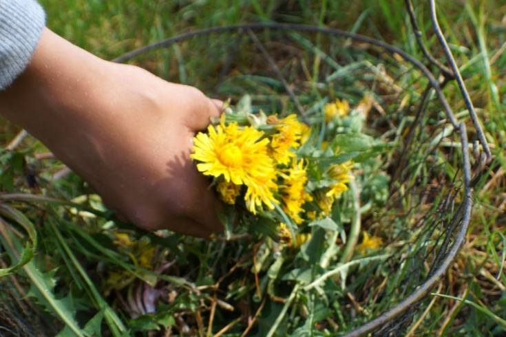how to harvest dandelions